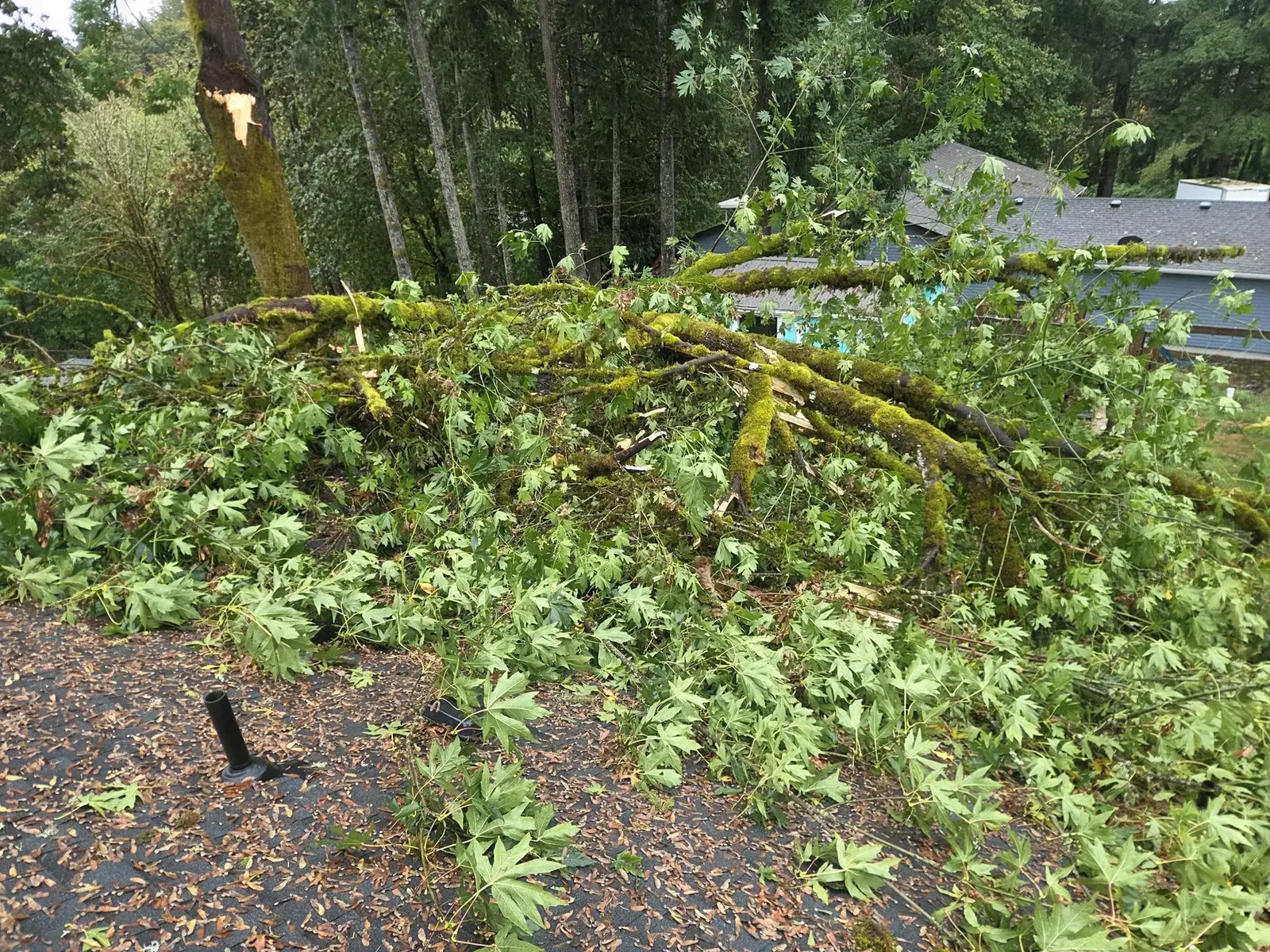 Fallen tree on a roof after storm damage